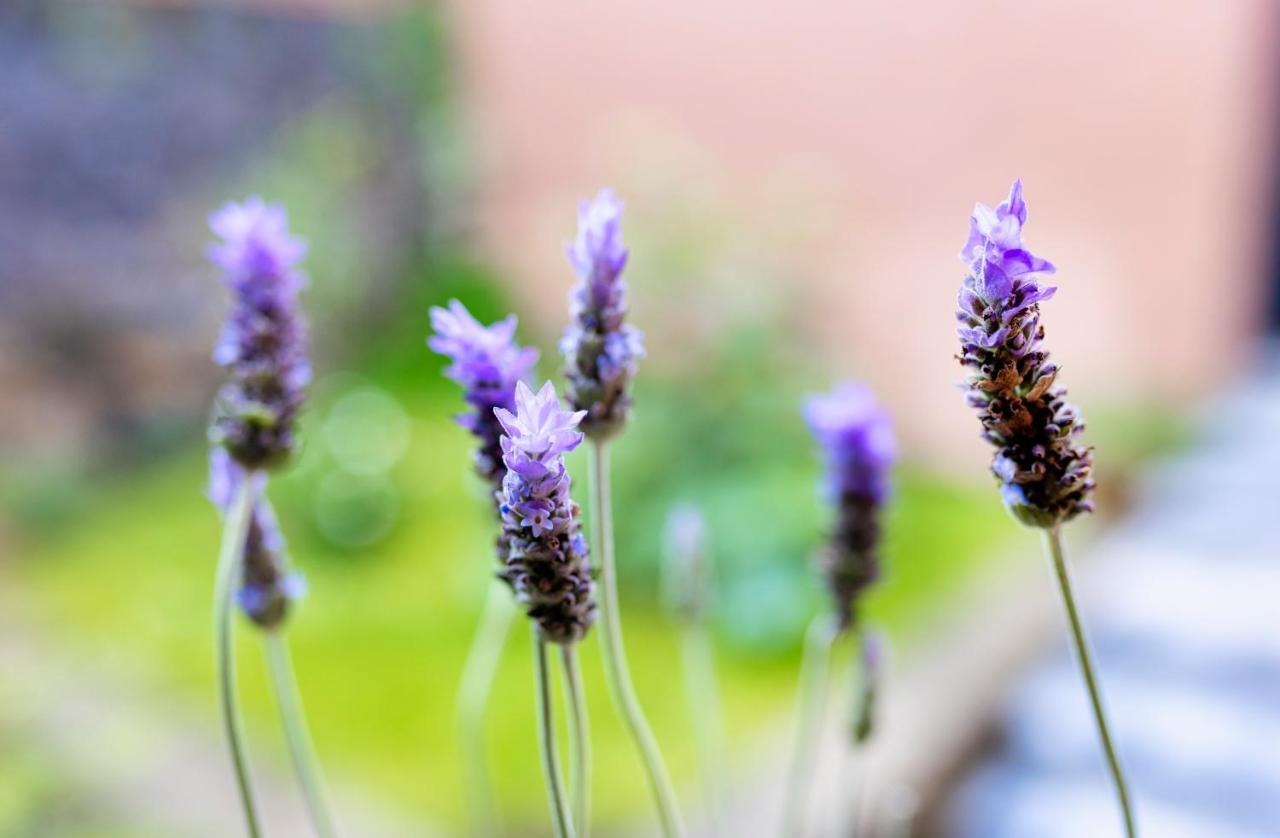 Casa Lavanda Hotel Boutique Pátzcuaro Kültér fotó